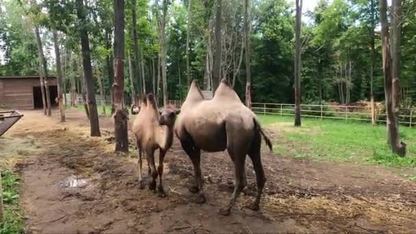 Bactrian Kamelen Camelus Bactrianus Ook Bekend Als Mongoolse Kameel Kameel — Stockvideo