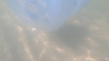 Denizin altında bir varil denizanası. Su altında yüzen deniz analarına yakın çekim. Denizanası su içinde hareket ediyor..