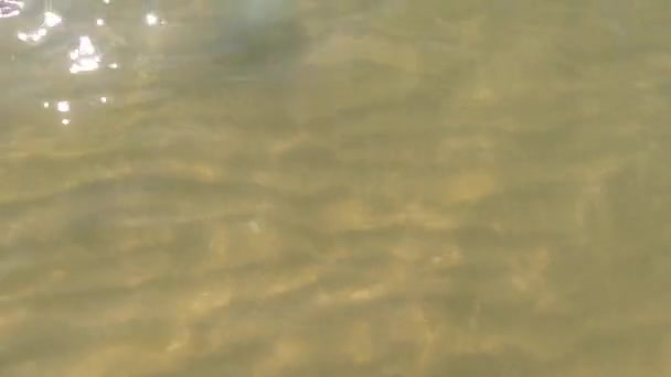 Denizanası Denizde Yüzen Dans Eden Denizanaları Fıçı Denizanaları Altı Denizanası — Stok video