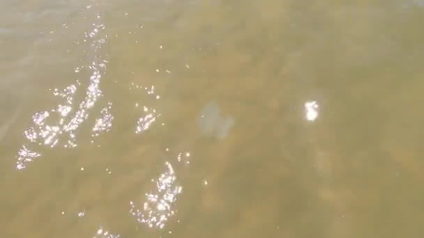 Meduse Mare Nuoto Danza Meduse Botte Medusa Subacquea Animale Subacqueo — Video Stock