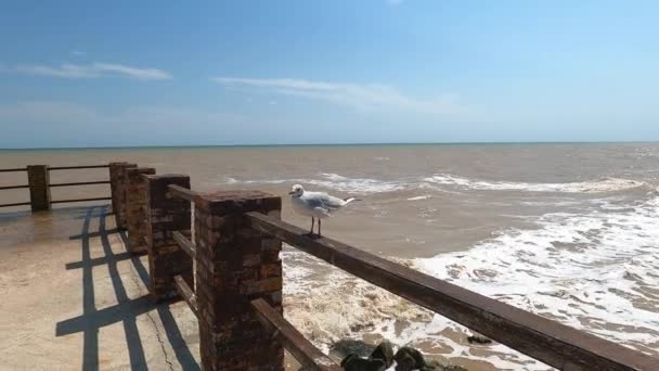 一只海鸥坐在一个古老的海墩上 欧洲鲱鱼海鸥 海滩码头栏杆上的海鸥 海鸥鸟的特写 — 图库视频影像