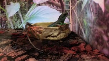Asya su ejderhası tek başına duruyor, sırtından deri döküyor. Çin ve Güneydoğu Asya 'ya özgü bir kertenkele türüdür. Yeşil Çin Su Ejderhası. Physignathus cocincinus.
