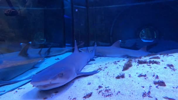 珊瑚礁鲨鱼 Triaenodon Obesus 是唯一的种类的珊瑚礁鲨鱼从灰色鲨鱼的家族的卡哈林级 它们生活在印度洋和太平洋 — 图库视频影像