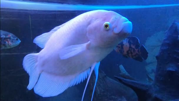 Гігантська Риба Гурамі Osphronemus Goramy Акваріумі Дика Тварина Горамічна Риба — стокове відео