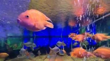 Kırmızı kanlı papağan cichlid akvaryumda yüzüyor. Midas ve kızıl saçlı cichlid 'in tatlı su balığı karışımı. Kan Papağanı cichlid tatlı su akvaryumundaki güzel bir balıktır..