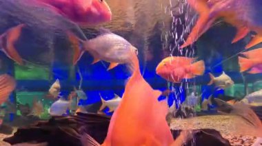 Kırmızı kanlı papağan cichlid akvaryumda yüzüyor. Midas ve kızıl saçlı cichlid 'in tatlı su balığı karışımı. Kan Papağanı cichlid tatlı su akvaryumundaki güzel bir balıktır..