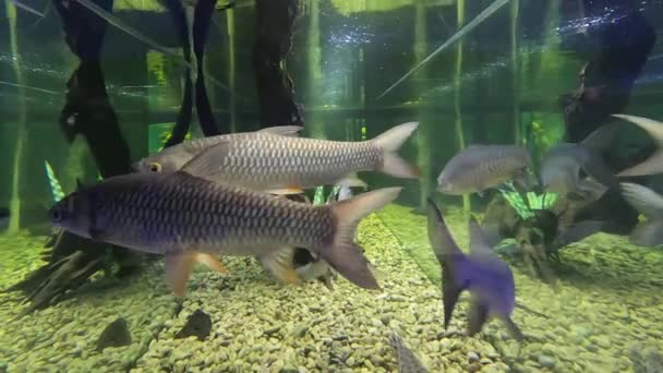 Hoven 更新の鯉 Leptobarbus Hoevenii 狂牛病やスルタンの魚としても知られています — ストック動画
