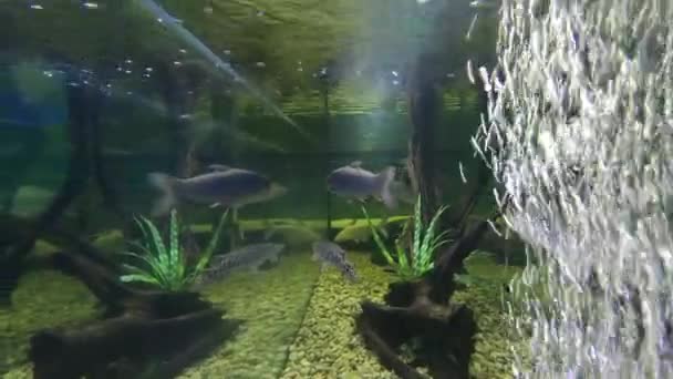 Hoven의 Leptobarbus Hoevenii 물고기 라고도 — 비디오