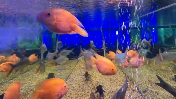 Roter Blutpapagei Buntbarsch Schwimmt Fischbecken Handelt Sich Eine Süßwasserfischhybride Aus — Stockvideo