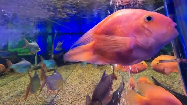 Papoušek Červený Plave Akváriu Sladkovodní Hybrid Midas Rusovlásky Cichlid Krvavý — Stock video