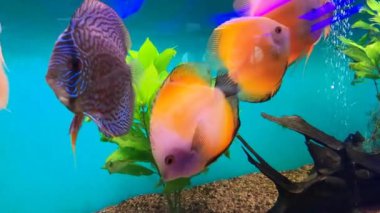 Discus fish (Pompadour), Red symphysodon discus. Symphysodon, cichlidae familyasından Güney Amerika 'daki Amazon nehir havzasına özgü bir tatlı su balığıdır..