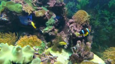 Amphiprion sebae, Hint Okyanusu 'nun kuzeyinde Java' dan Arap Yarımadası 'na kadar bulunan bir anemonik balığıdır..