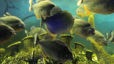 Kırmızı göbekli bir grup pirana akvaryumda yüzüyor. Kırmızı piranha (Pygocentrus nattereri).