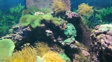 Amphiprion sebae, Hint Okyanusu 'nun kuzeyinde Java' dan Arap Yarımadası 'na kadar bulunan bir anemonik balığıdır..
