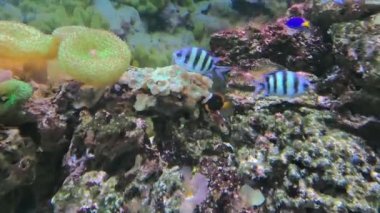 Başçavuş (Abudefduf saxatilis) deniz suyu akvaryumunda yüzen balıklar. Deniz akvaryumunda Bengal çavuşu (Dar bantlı çavuş). Abudefduf, Hindistan-Batı Pasifik 'te nispeten yaygındır..