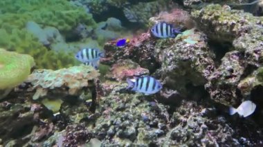 Başçavuş (Abudefduf saxatilis) deniz suyu akvaryumunda yüzen balıklar. Deniz akvaryumunda Bengal çavuşu (Dar bantlı çavuş). Abudefduf, Hindistan-Batı Pasifik 'te nispeten yaygındır..