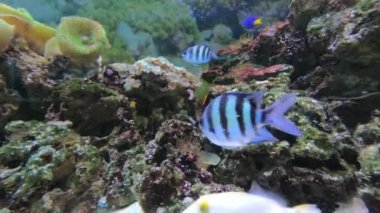 Başçavuş (Abudefduf saxatilis) deniz suyu akvaryumunda yüzen balıklar. Deniz akvaryumunda Bengal çavuşu (Dar bantlı çavuş). Abudefduf, Hindistan-Batı Pasifik 'te nispeten yaygındır..