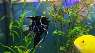 Renkli bir cichlids balığı (pterophyllum scalare) dekoratif bir akvaryumun önündeki tatlı su akvaryumunda yüzmektedir.