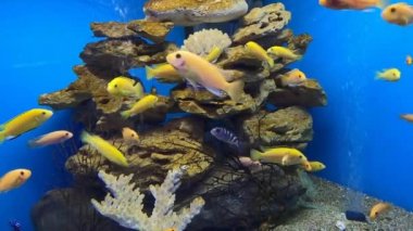 Labidochromis caeruleus 'un (limon sarısı labaratuvar) sarı rengi akvaryum balığı. Elektrikli Sarı Afro Cichlid. Tropik sarı çiklitler. Malawi Akvaryum Balığı