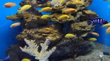 Labidochromis caeruleus 'un (limon sarısı labaratuvar) sarı rengi akvaryum balığı. Elektrikli Sarı Afro Cichlid. Tropik sarı çiklitler. Malawi Akvaryum Balığı