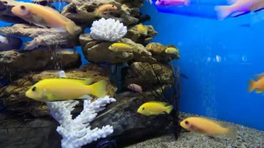Labidochromis caeruleus 'un (limon sarısı labaratuvar) sarı rengi akvaryum balığı. Elektrikli Sarı Afro Cichlid. Tropik sarı çiklitler. Malawi Akvaryum Balığı