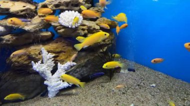 Labidochromis caeruleus 'un (limon sarısı labaratuvar) sarı rengi akvaryum balığı. Elektrikli Sarı Afro Cichlid. Tropik sarı çiklitler. Malawi Akvaryum Balığı