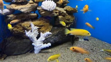 Labidochromis caeruleus 'un (limon sarısı labaratuvar) sarı rengi akvaryum balığı. Elektrikli Sarı Afro Cichlid. Tropik sarı çiklitler. Malawi Akvaryum Balığı