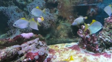 Gümüş ay balığı (Monodactylus argenteus) ve Yosujifuedai, yaygın mavi levrek, Lutjanus harabeleri. Monodactylidae balığı genellikle Kızıl Deniz 'de ve Doğu Afrika kıyılarında bulunur.