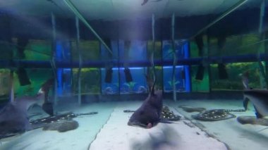 Iridescent köpekbalığı (Pangasianodon hypophthalmus - köpek balığı türü) tatlı su tankında yüzer..