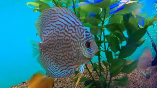 Poisson Discus Pompadour Symphysodon Discus Rouge Symphysodon Est Poisson Eau — Video