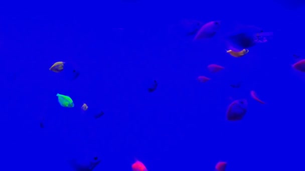 Beaucoup Petits Poissons Corticaux Brillants Dans Eau Bleue Pure Nagent — Video