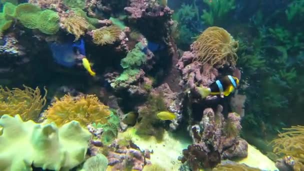 Amphiprion Sebae Also Known Sebae Clownfish Anemonefish Found Northern Indian — Stock Video