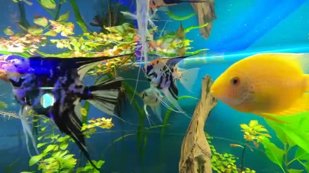 Разноцветная Рыба Цихлид Pterophyllum Scalare Плавает Водой Пресноводном Аквариуме Перед — стоковое видео