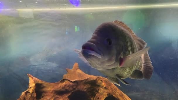 Enorme Tilapia Vangen Ongeveer Vijf Pond Wilde Dieren Tilapia Dierlijk — Stockvideo