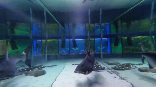 淡水魚の水槽の中で泳ぐイリデッシュなサメ パンガヤオドン — ストック動画