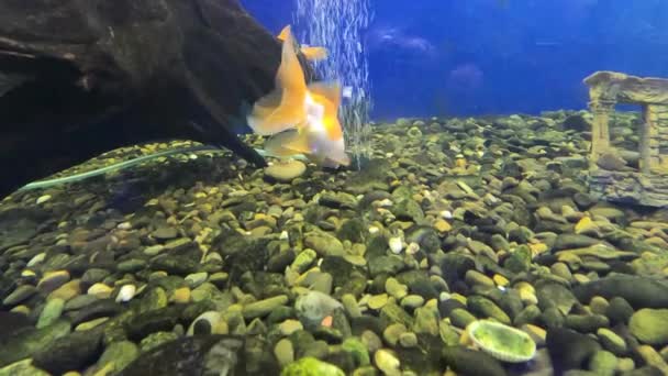 中国の看板に金魚は繁栄と幸運をもたらします 美しいスケール フィン 緑の草に対する尾を持つ金魚 — ストック動画