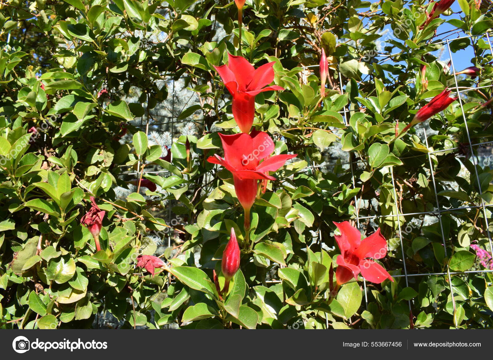 Beautiful Bright Red Mandevilla Rocktrumpet Climbing Beautiful Tropical