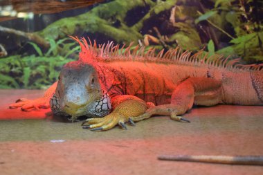 Vahşi yaşam, büyük kertenkele. Turuncu iguananın teraryumdaki portresi. Doğadan vahşi yaşam sahnesi. Güney Amerika 'dan bir kertenkele portresi. Egzotik hayvanlar, evde yaşayan sürüngenler.