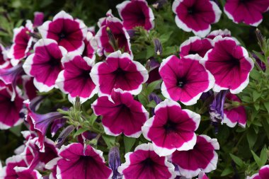 Beyaz ve mor Petunya Çiçekleri, Yakın plan. Petunyalar en popüler çiçeklerden biridir çünkü uzun süre çiçek açarlar..