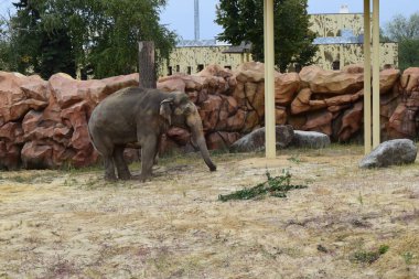 Hayvanat bahçesindeki fil. Asya fili, Elephas maximus. Hayvanat bahçesindeki büyük memeli..