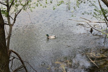 İki ördek suda yüzüyor. Suda yüzen iki ördek, koruma altındaki kuş türleri, korunan doğa alanı, seyahat yeri, güzel küçük kuş.,