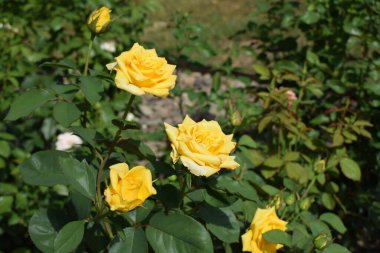 Bahçede biraz turuncu sarı güller. Güneşli bir günde bahçedeki güzel sarı güller
