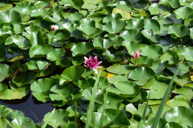 Pembe nilüfer ve havuzda yaprak. Nilüferler (nilüferler) su bitkileri, su bitkileri. Gölette çiçek açan pembe bir su zambağı