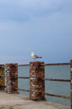 Bir martı eski bir deniz iskelesinde oturur. Avrupa ringa martısı, sahil iskele korkuluğunda martı. Martı kuşuna yakın çekim.