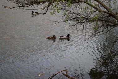 Gölde yüzen üç şirin ördeğin güzel bir görüntüsü, su yansıması, gün ışığı. Üç ördek gölde takılıyor..