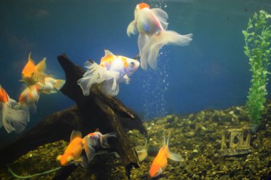 Çinlilerdeki akvaryum balığı iyi şans ve refah getirir. Yeşil çimenlere karşı güzel pullu, yüzgeçli ve kuyruklu Japon balığı..