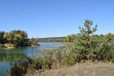 Yaz günü ormanda küçük bir göl, yeşil orman ağaçlarıyla çevrili bir göl..