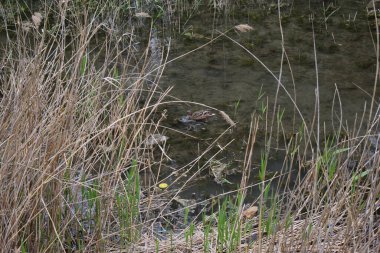 Anne ördek yavrusuyla gölde yüzüyor.