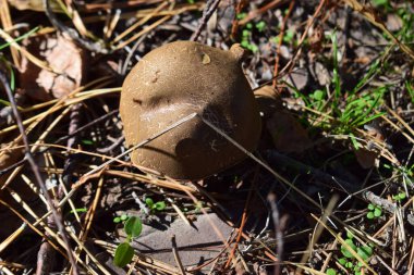 Sonbahar ormanında büyük bir mantar. Doğa, hasat konsepti. Seçici odaklanma. Ormandaki gri çimlerde yabani mantarlar