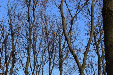 Gövde ve dallardan oluşan siluetler. Ağaçların çıplak dalları bulutlu mavi gökyüzüne karşı. Sonbahar gökyüzü. Yüksek karşıtlık biçimi fotoğrafı.